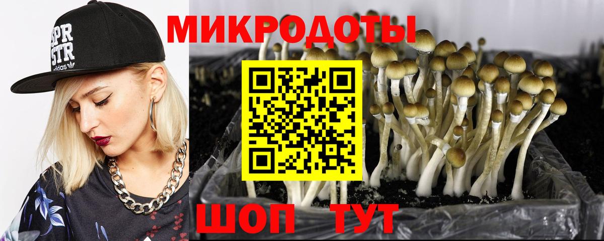 Сегежа  Галлюциногенные грибы Psilocybine cubensis  Вход с VPN 